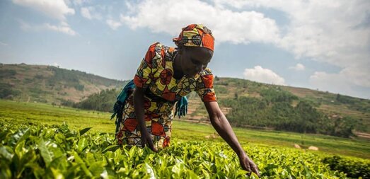Transformer l'agriculture africaine : Digitaliser les petites exploitations agricoles. Découvrez comment la technologie permet aux petites exploitations agricoles de prospérer.